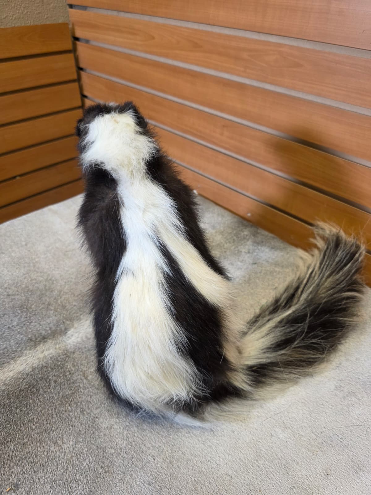 KMSK37 - Full-Body Skunk Taxidermy Mount