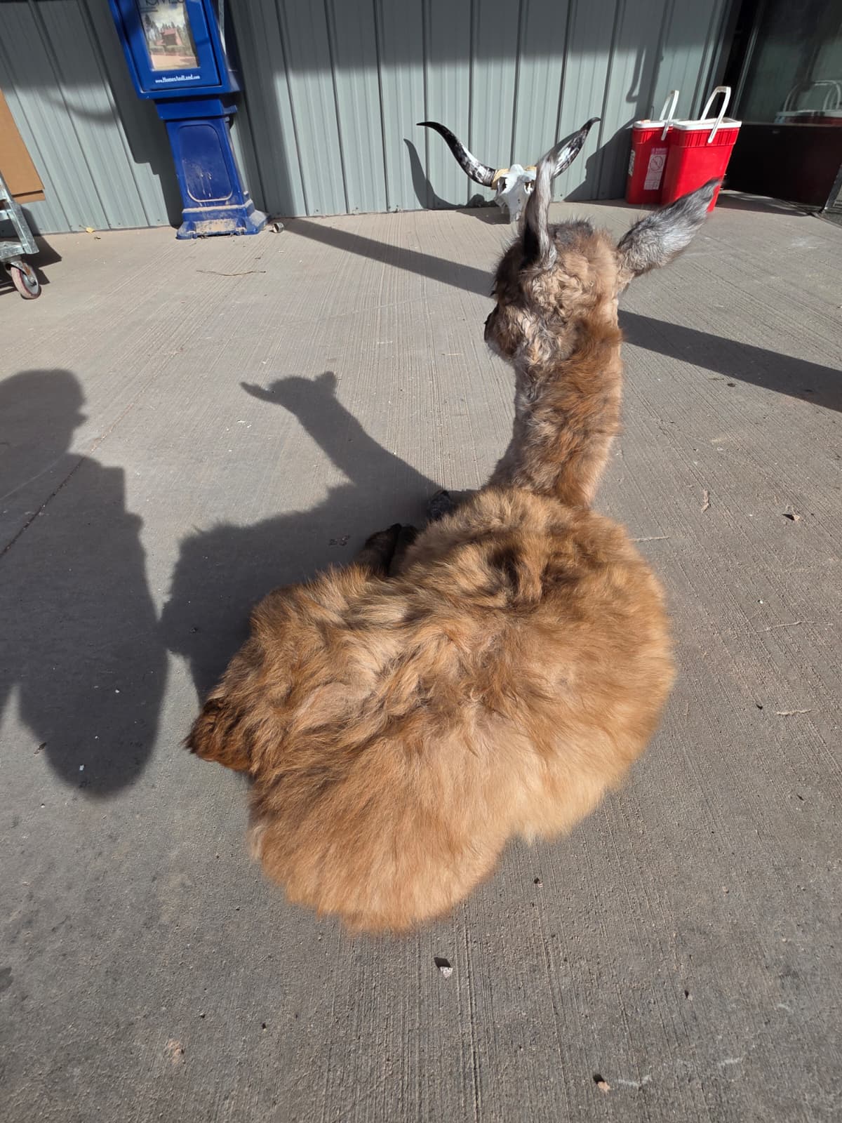 FHAB18 - Full-Body Alpaca Taxidermy Mount