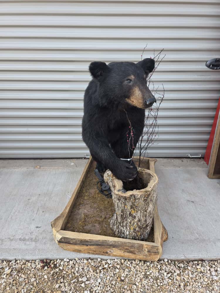 FHCM68 - Black Bear Full Mount