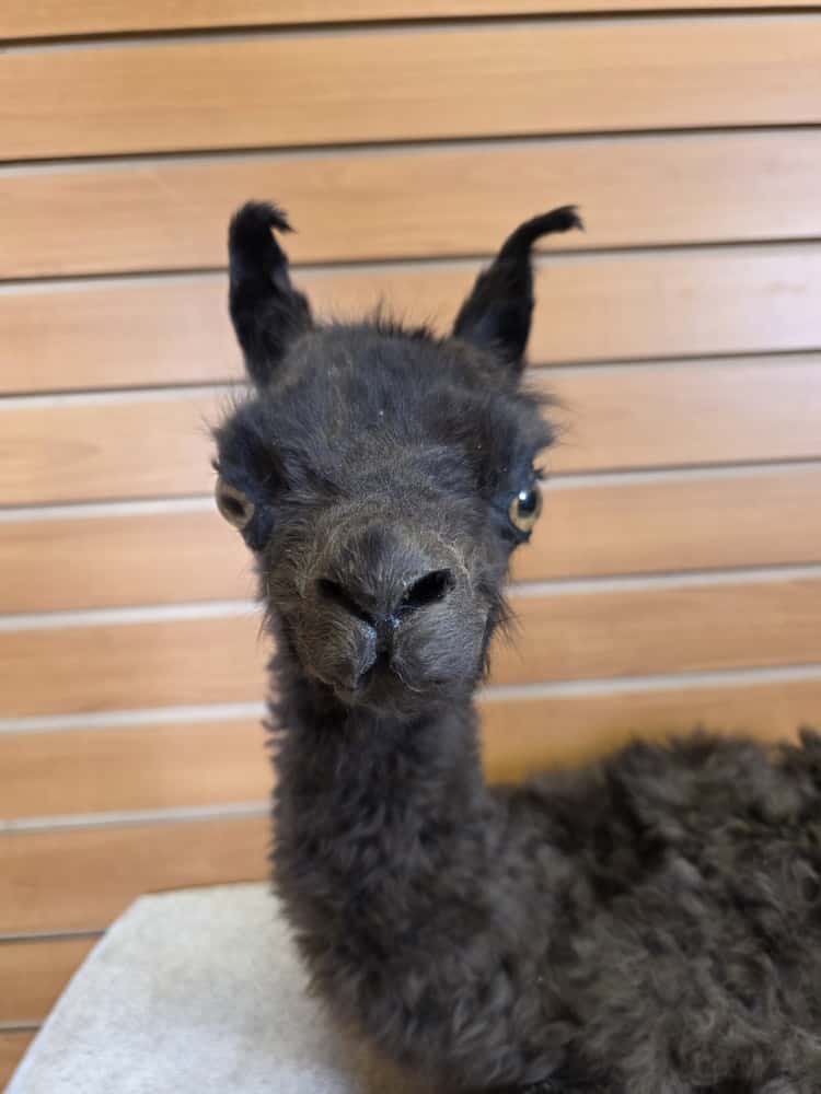 FHAB16 - Huacaya Alpaca – Full Body Mount