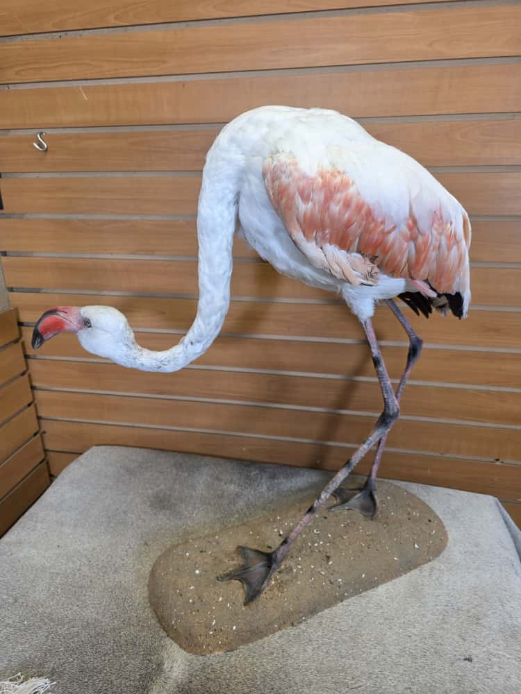 FHART12 - Chilean Flamingo Full Mount