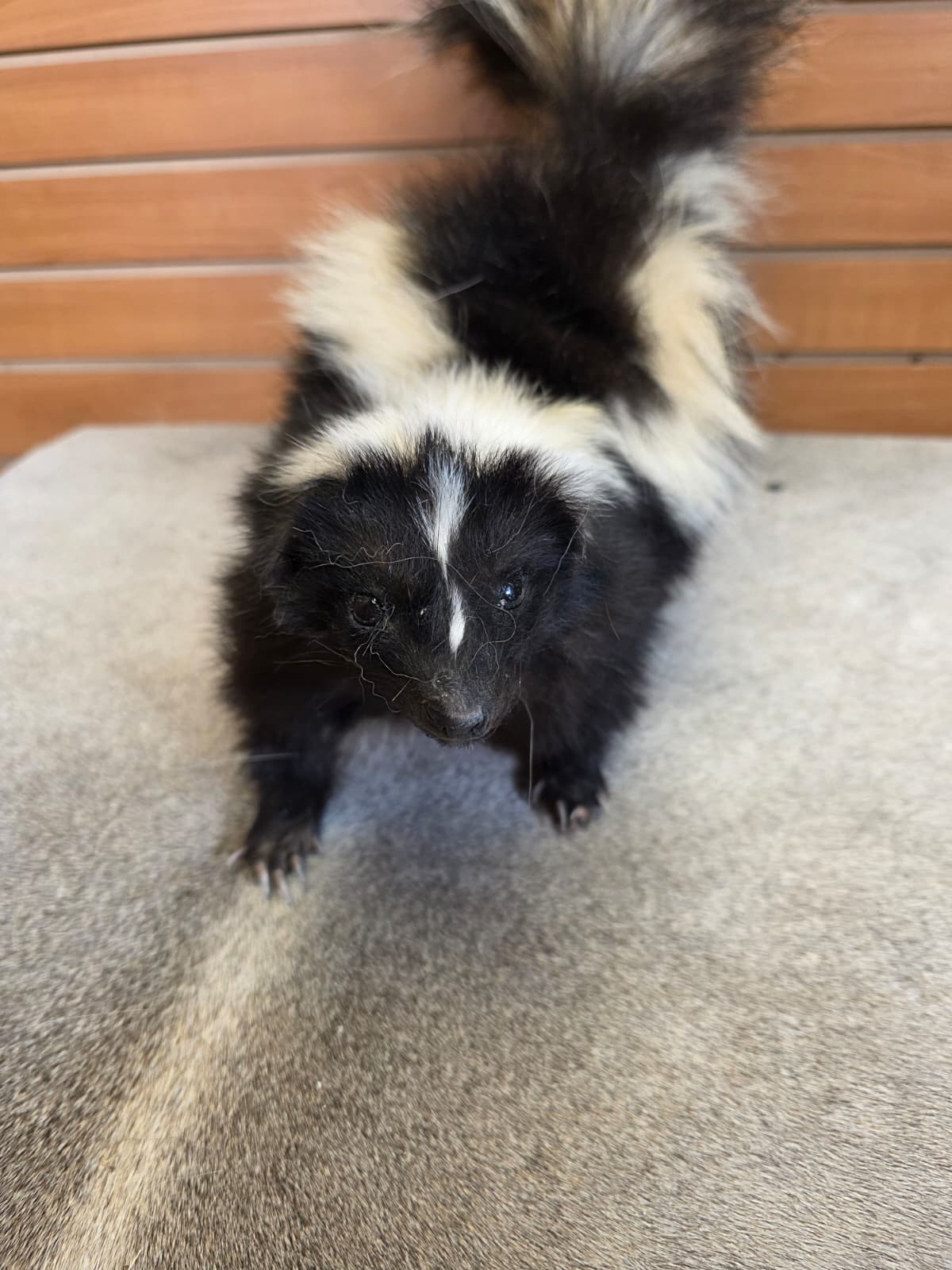 KMSK30 - Full-Body Skunk Taxidermy Mount