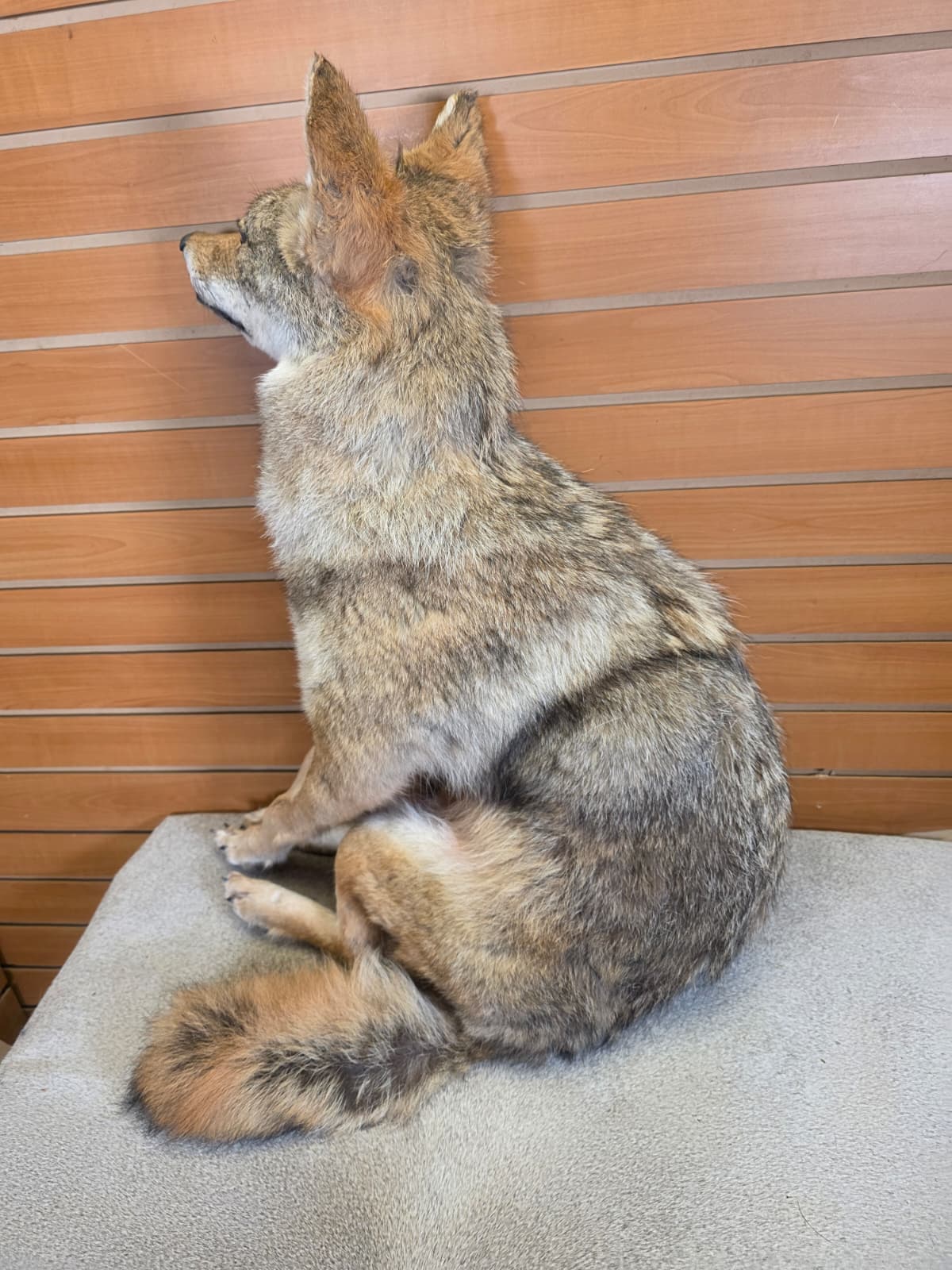 KMCY28 - Full-Body Coyote Taxidermy Mount