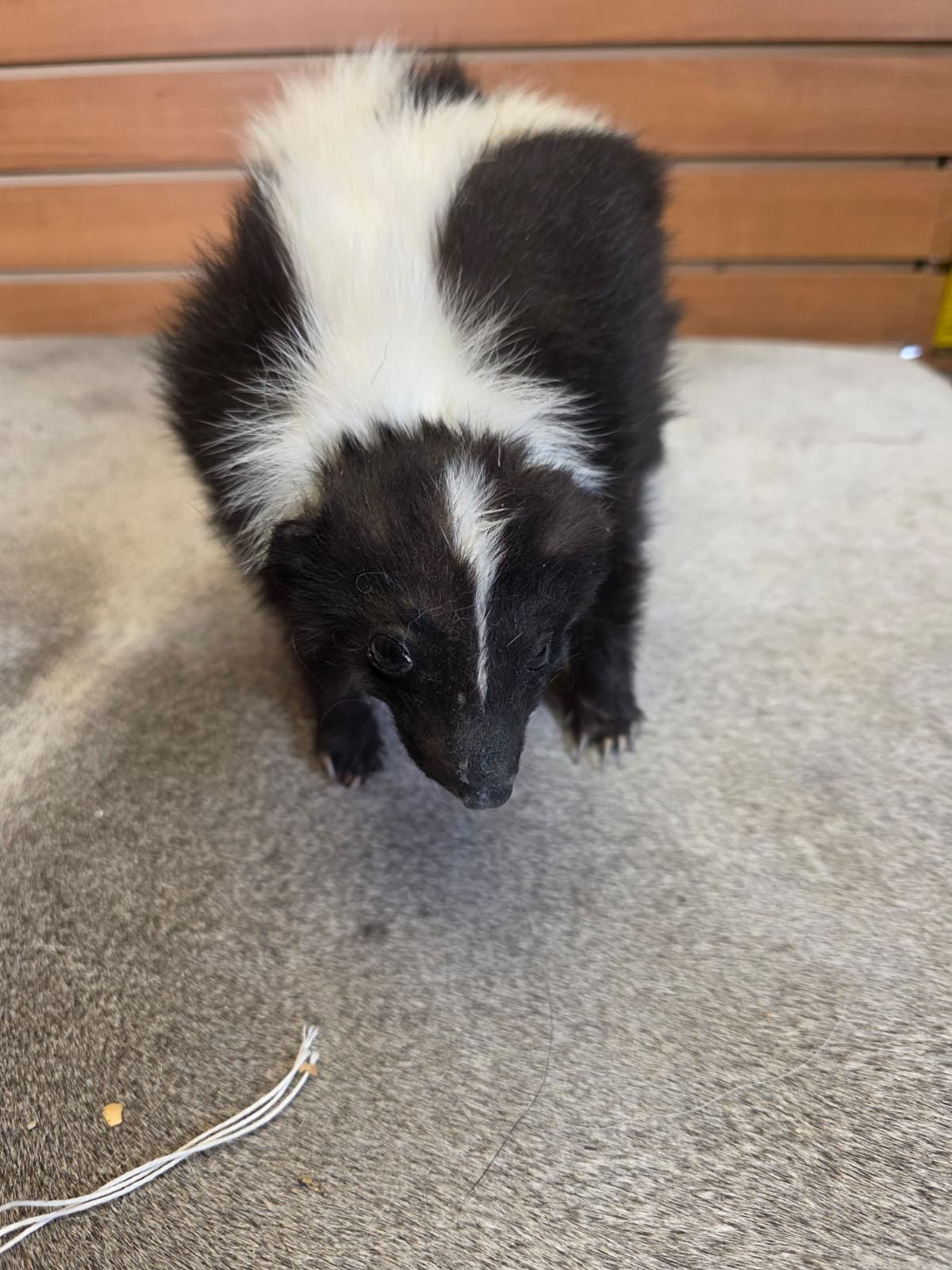 KMSK29 - Full-Body Skunk Taxidermy Mount