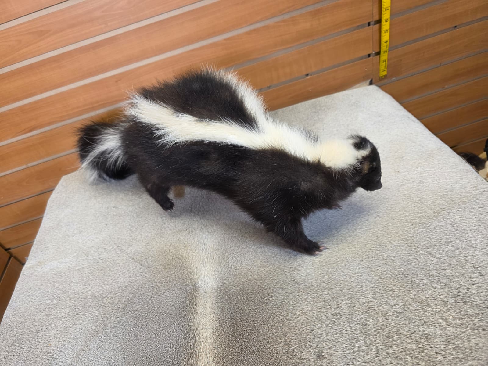 KMSK19 - Full-Body Skunk Taxidermy Mount