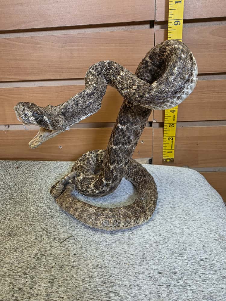 JTV283 - Western Diamondback Rattlesnake – Full Body Mount