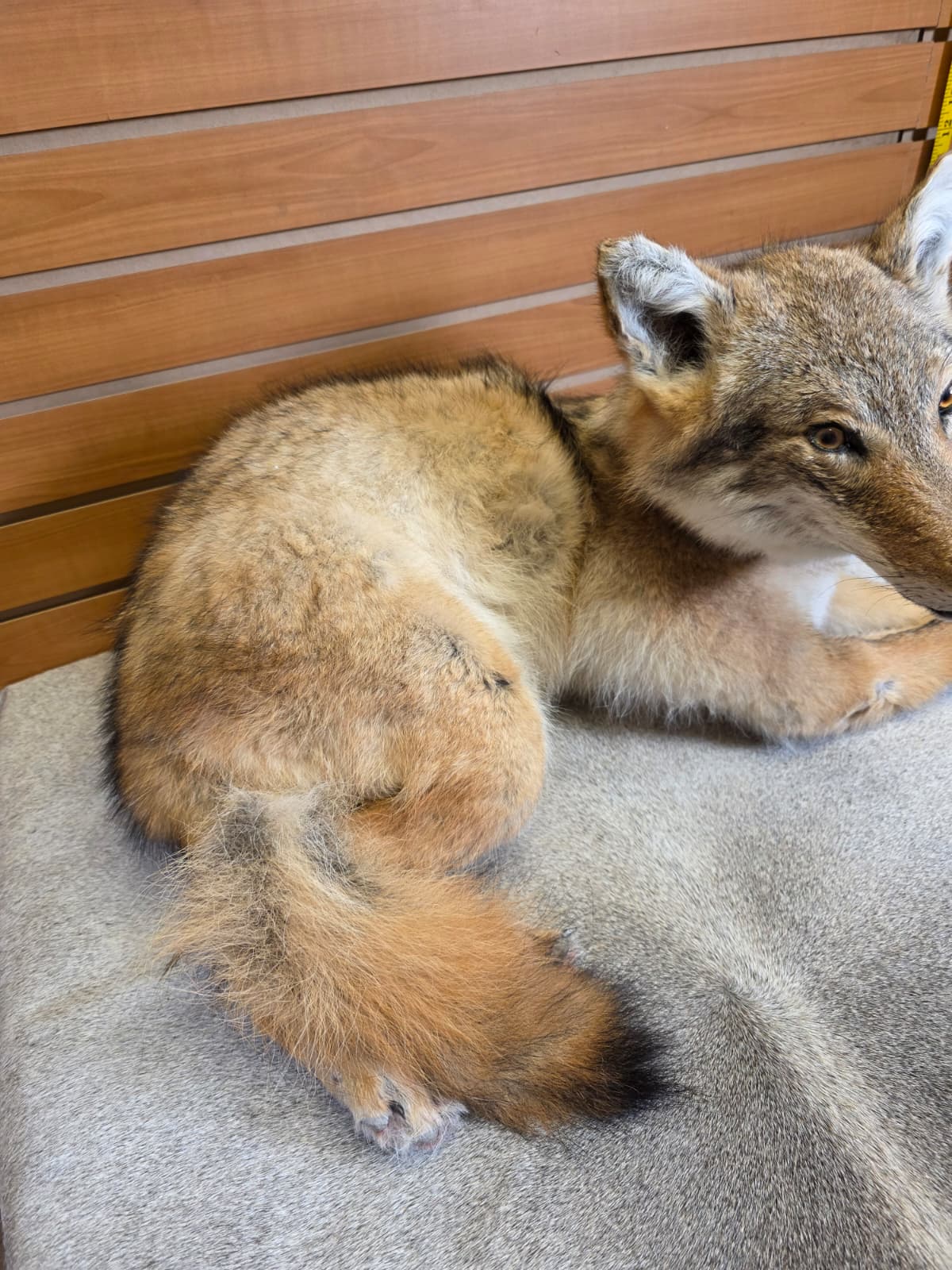 KMCY22 - Full-Body Coyote Taxidermy Mount
