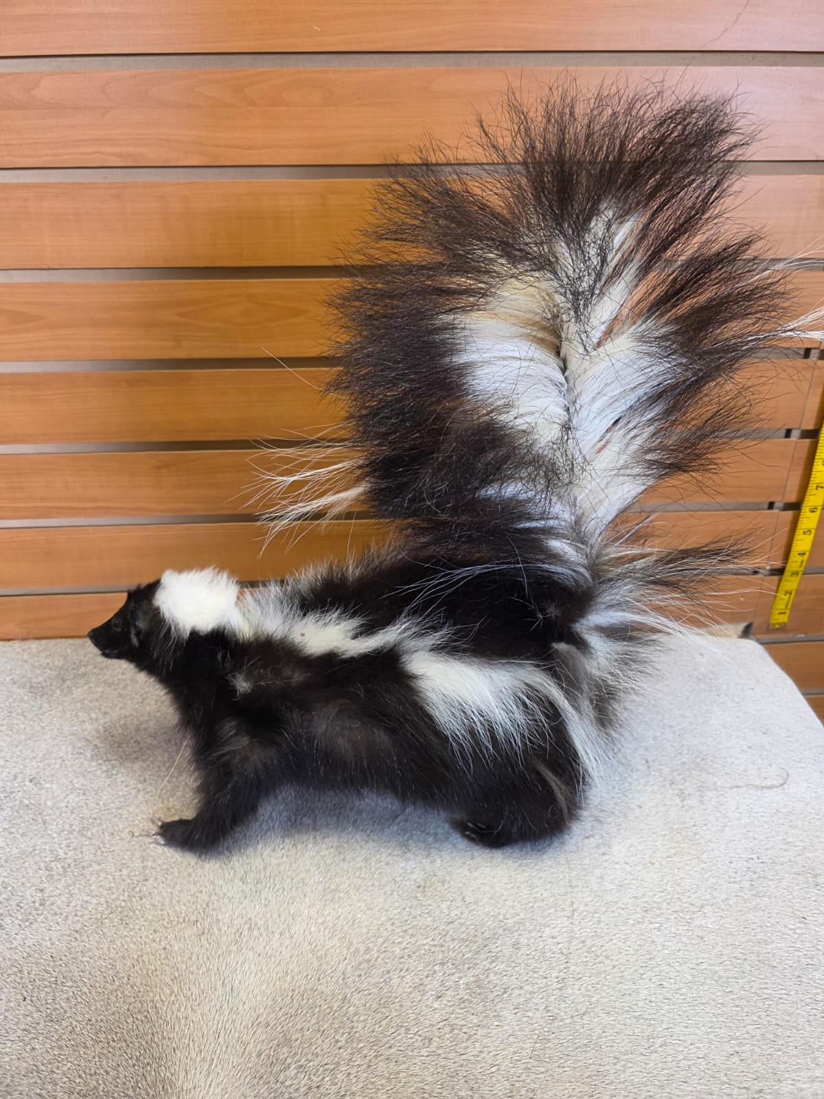 KMSK25 - Full-Body Skunk Taxidermy Mount