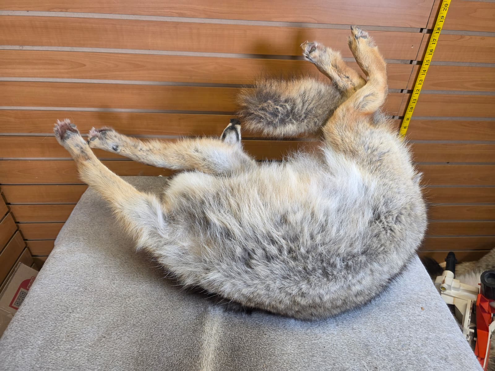 KMCY20 - Full-Body Coyote Taxidermy Mount