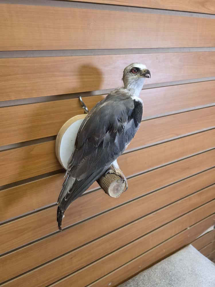 JTV279 - Black-winged Kite Full Mount