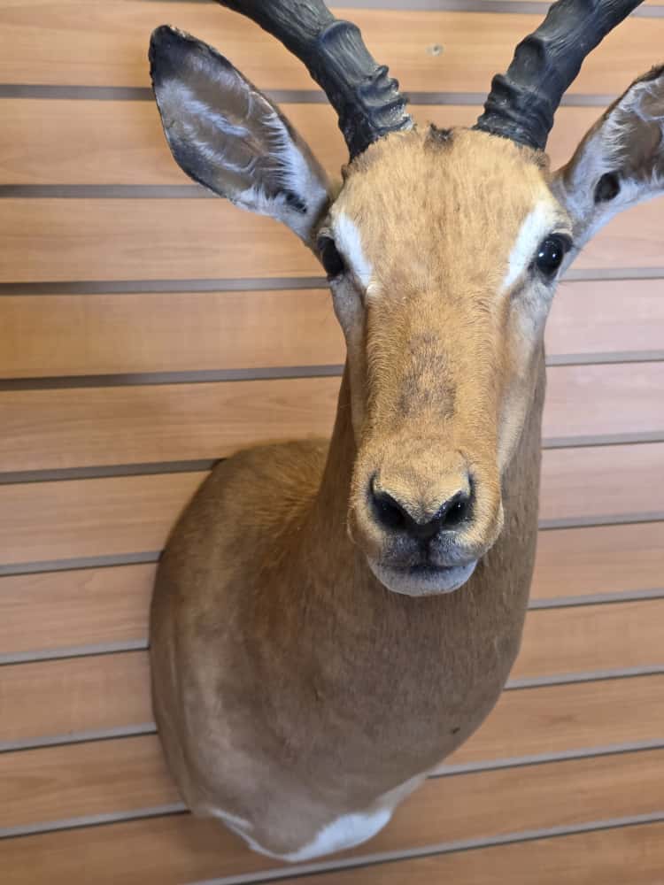 FHCM66 - Impala Head – Taxidermy Mount