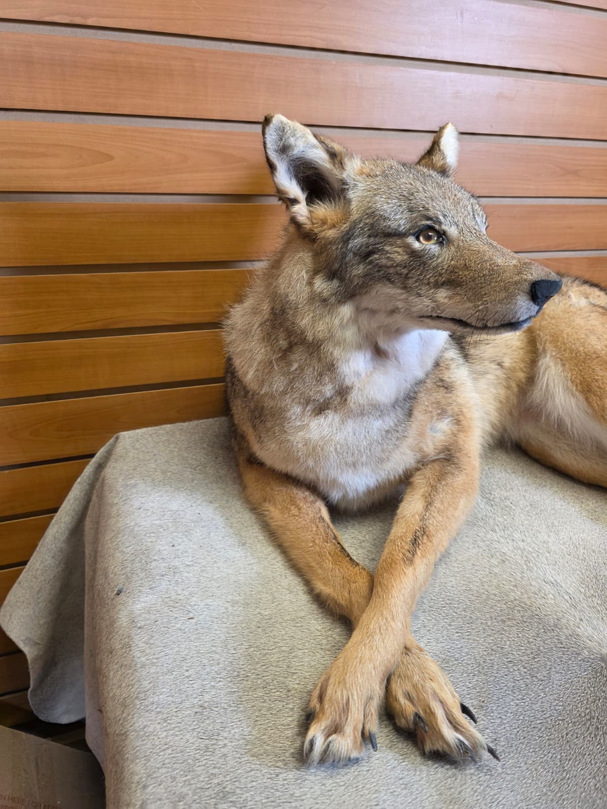 KMCY29 - Full-Body Coyote Taxidermy Mount