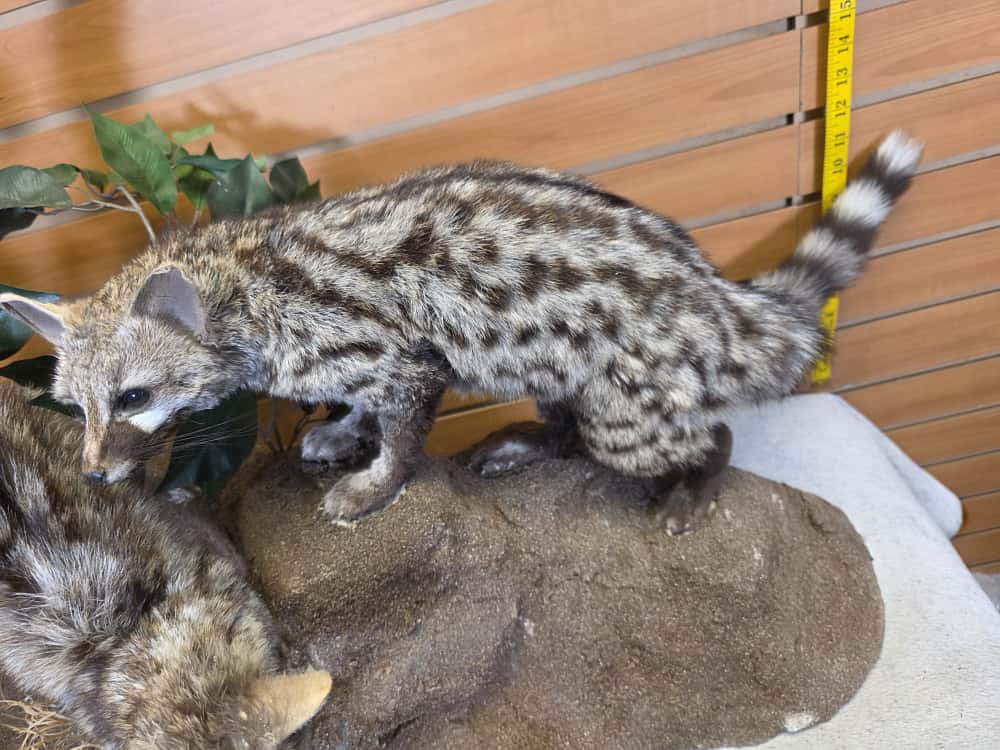 FHCM65 - pair Common Genet – Full Body Mounts