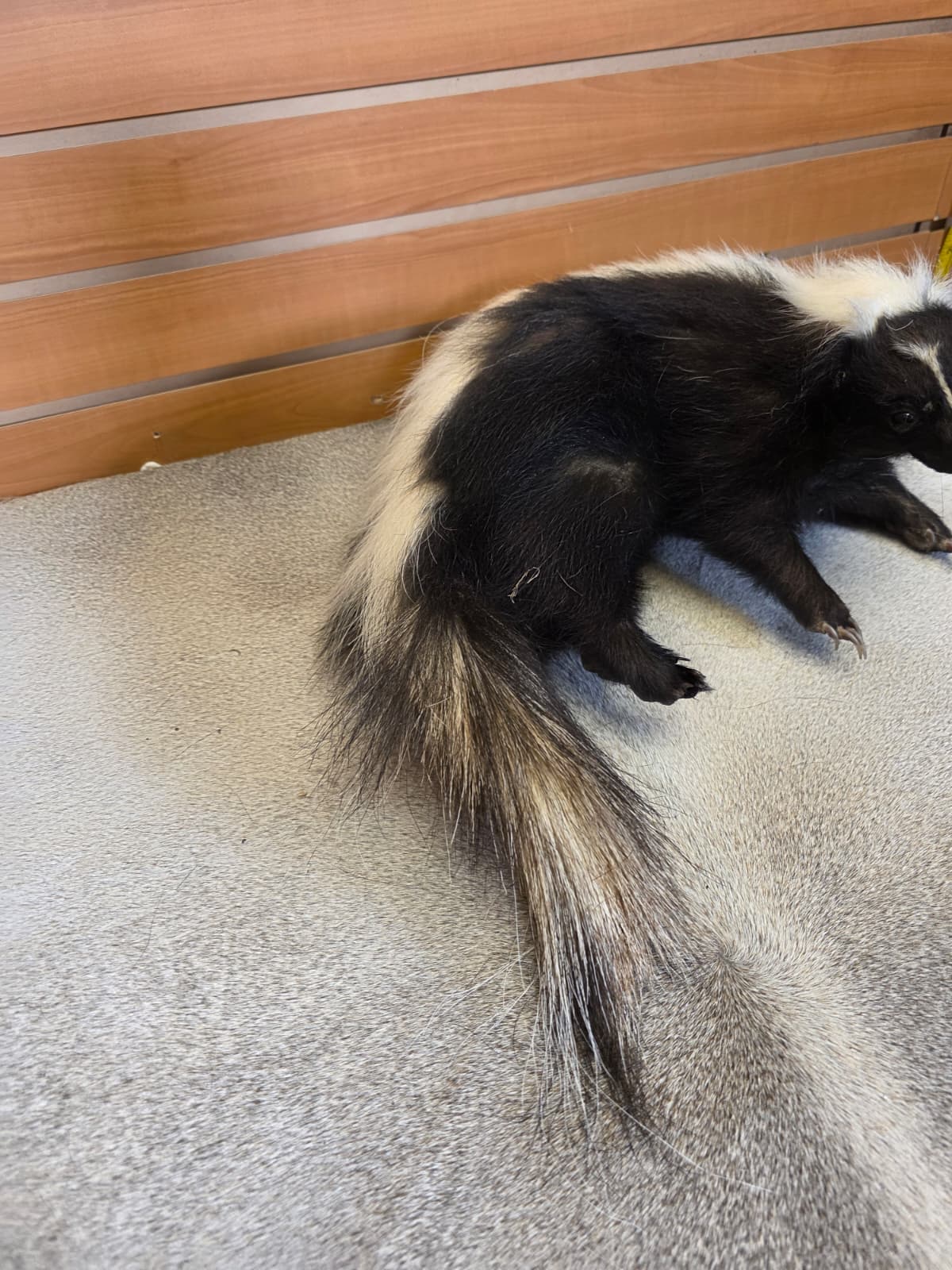 KMSK34 - Full-Body Skunk Taxidermy Mount
