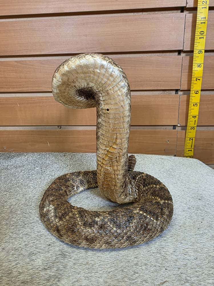 JTV280 - Full-Body Rattlesnake Taxidermy
