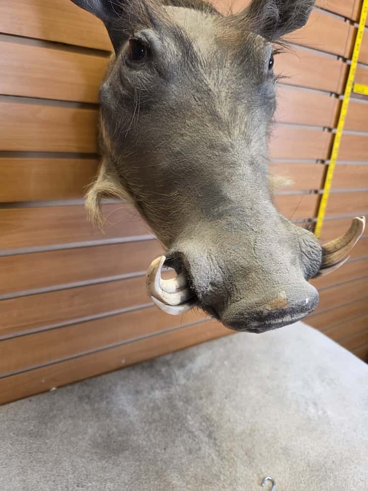 FHAB15 - African Warthog Head – Taxidermy Mount