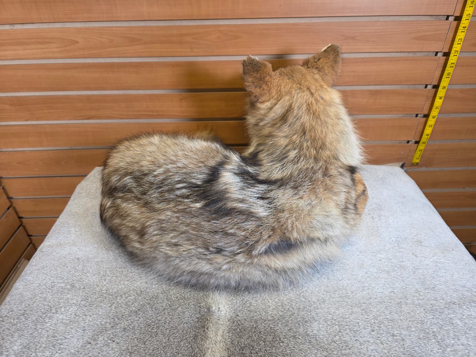 KMCY10 - Full-Body Coyote Taxidermy Mount