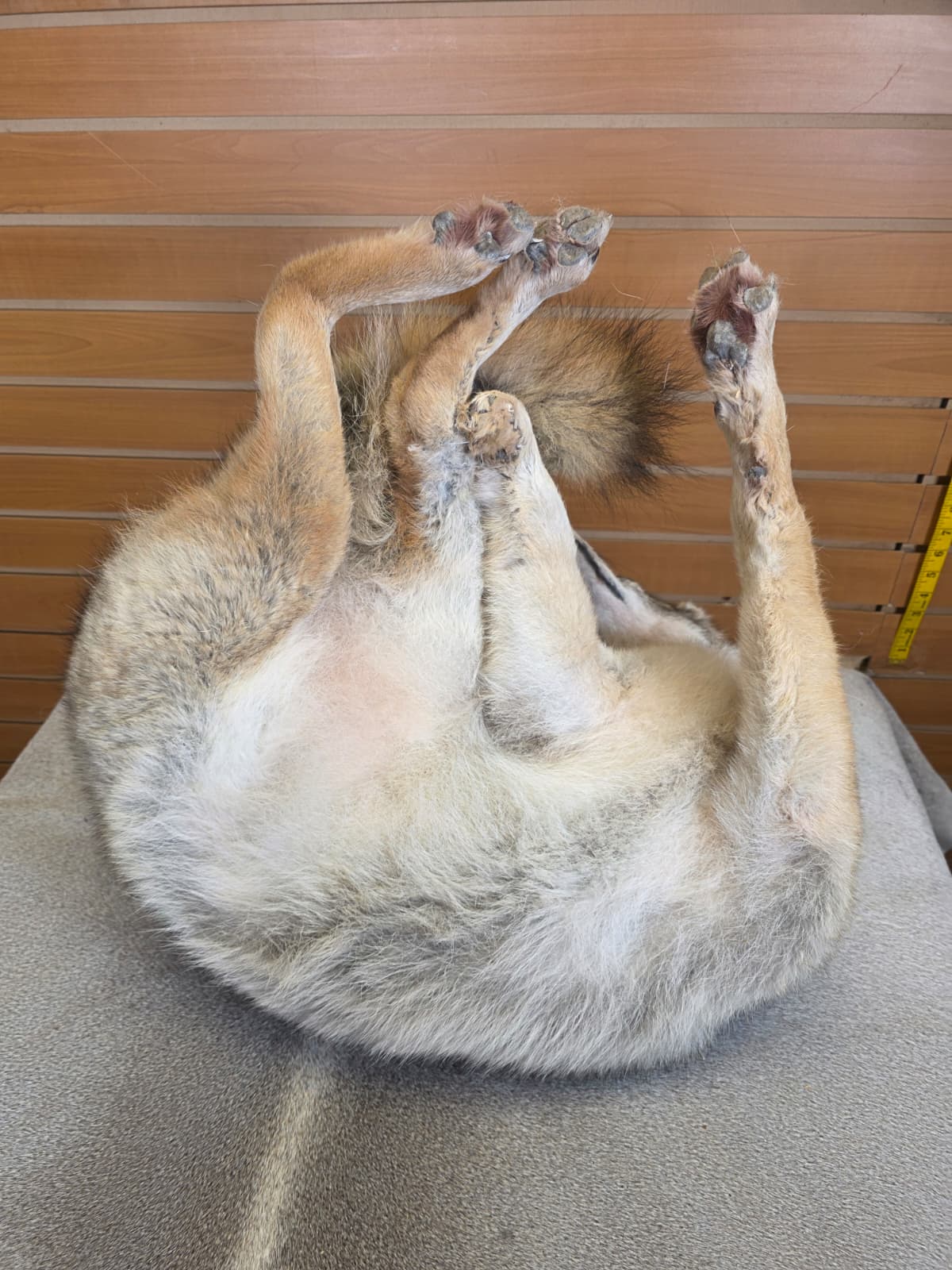 KMCY15 - Full-Body Coyote Taxidermy Mount
