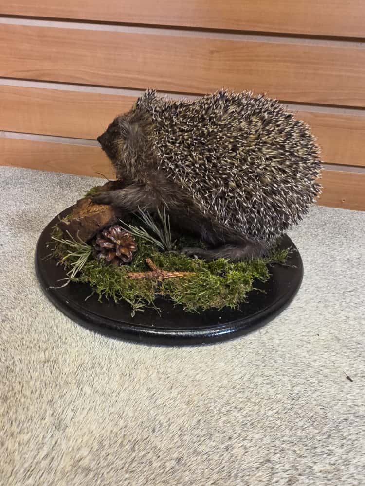 FHAB7 - Hedgehog Full Mount