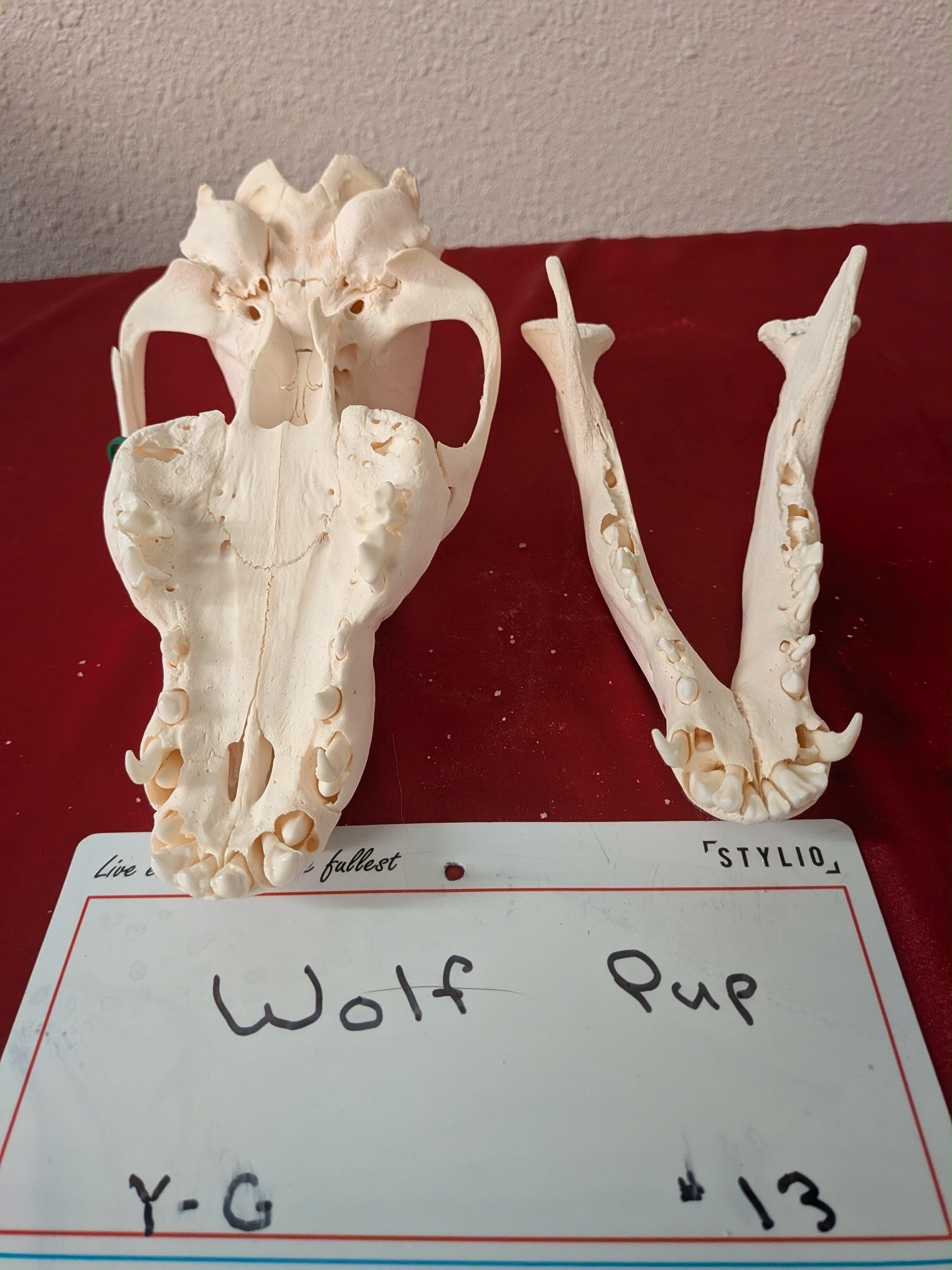 FHSUZW13 - Wolf Pup Skull Perfect Teeth