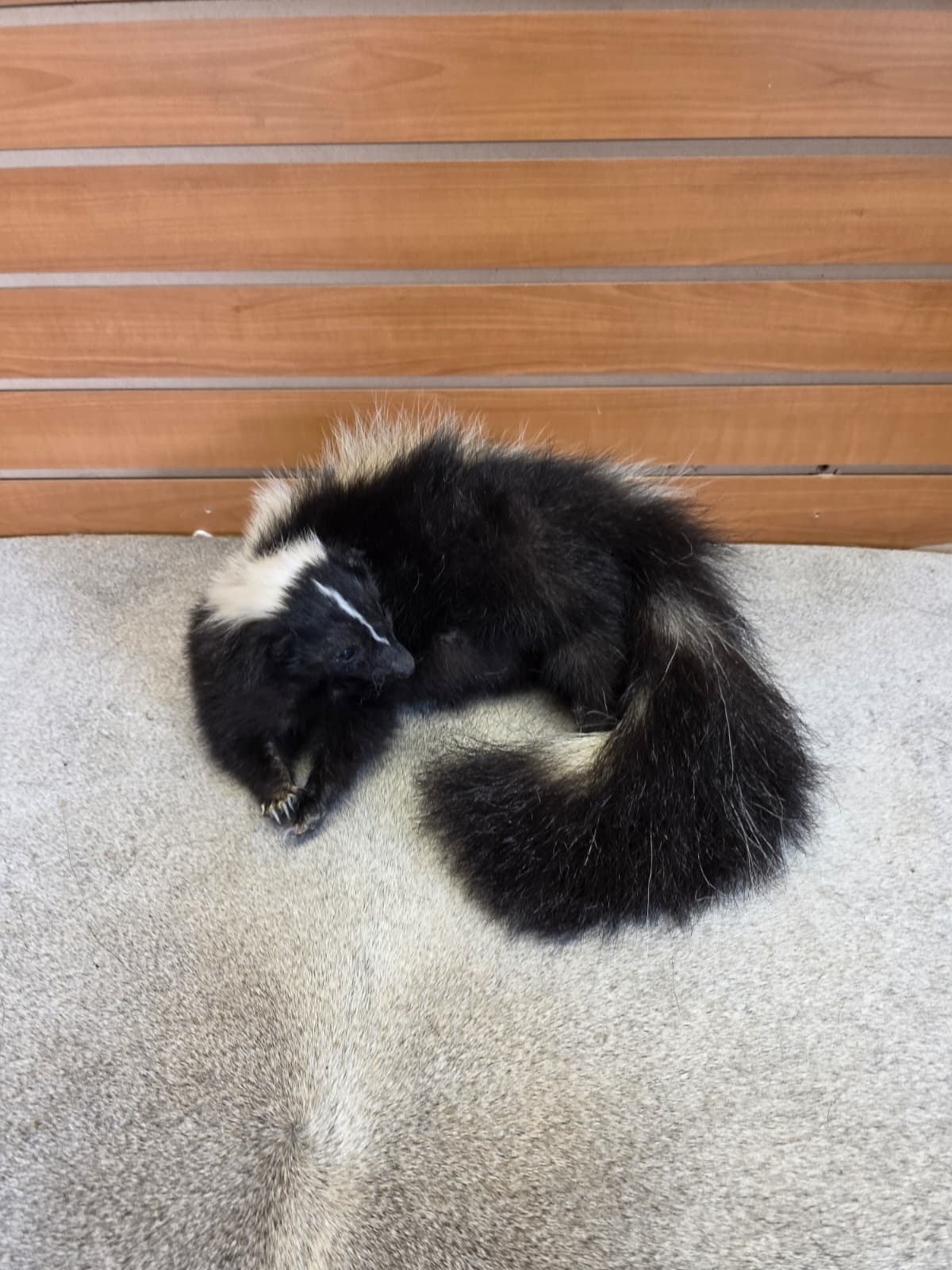 KMSK31 - Full-Body Skunk Taxidermy Mount
