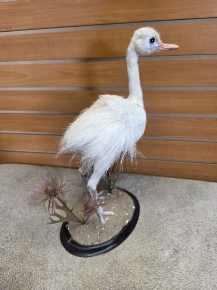 FHAB3 - Greater Rhea (Rhea americana) Full Mount – baby