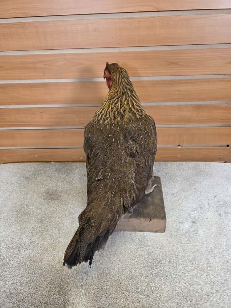 JTV287 - Welsummer Chicken – Full Body Mount