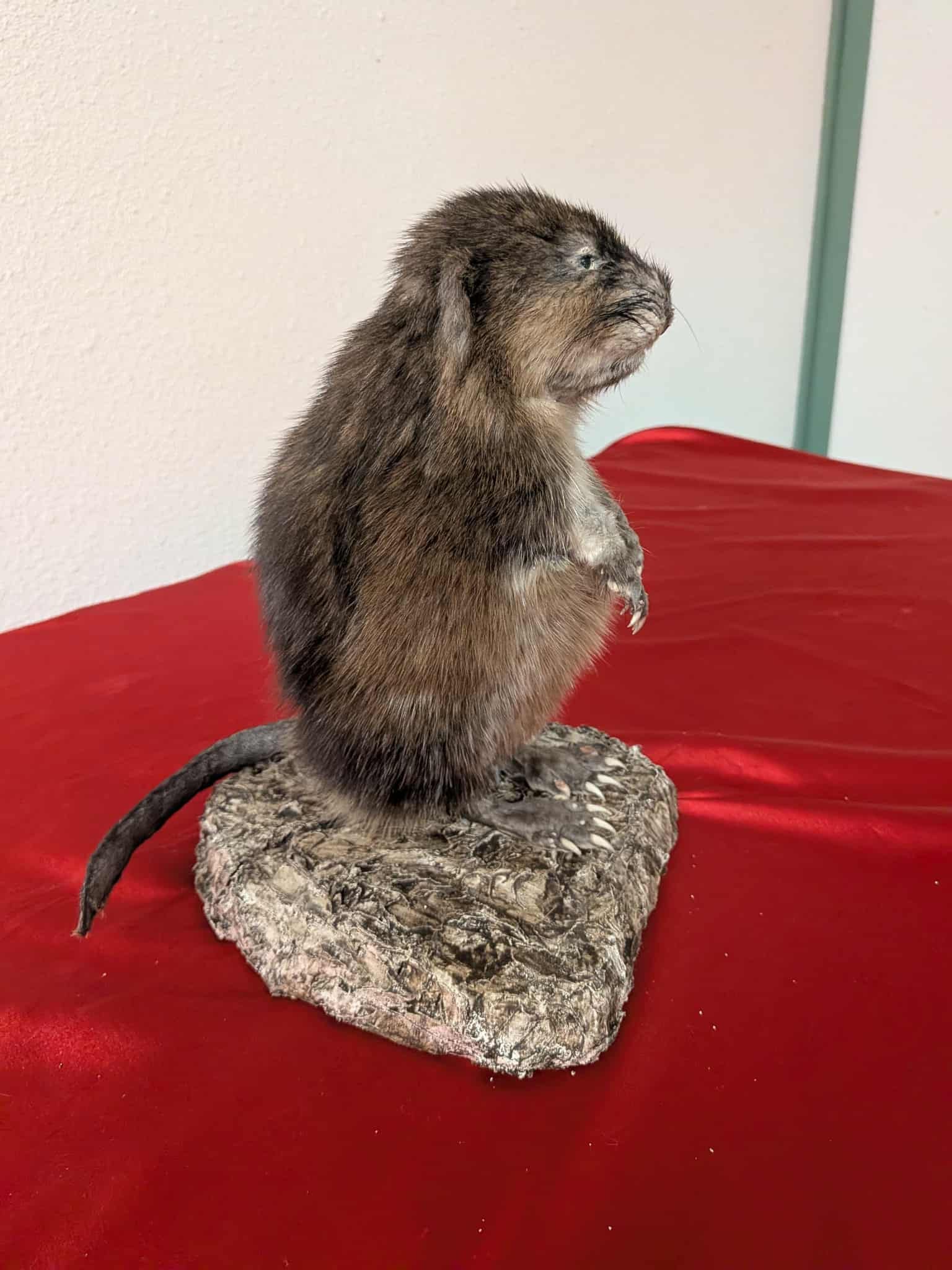 FHSUZ14 - Muskrat Full Taxidermy Mount