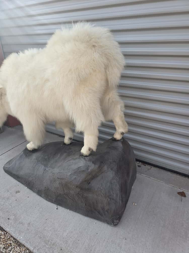 FHCM67 - Mountain Goat Full Mount
