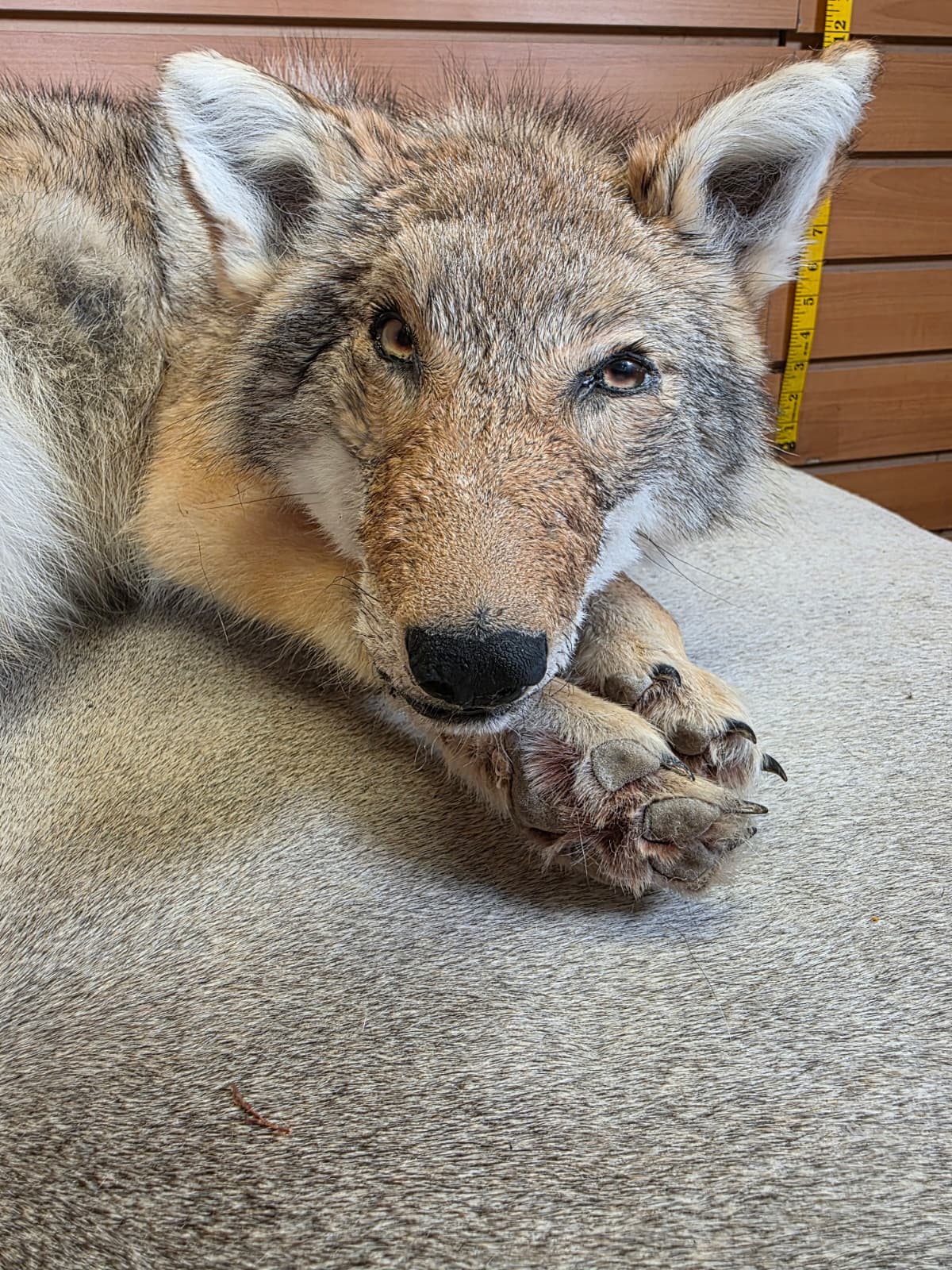 KMCY23 - Full-Body Coyote Taxidermy Mount