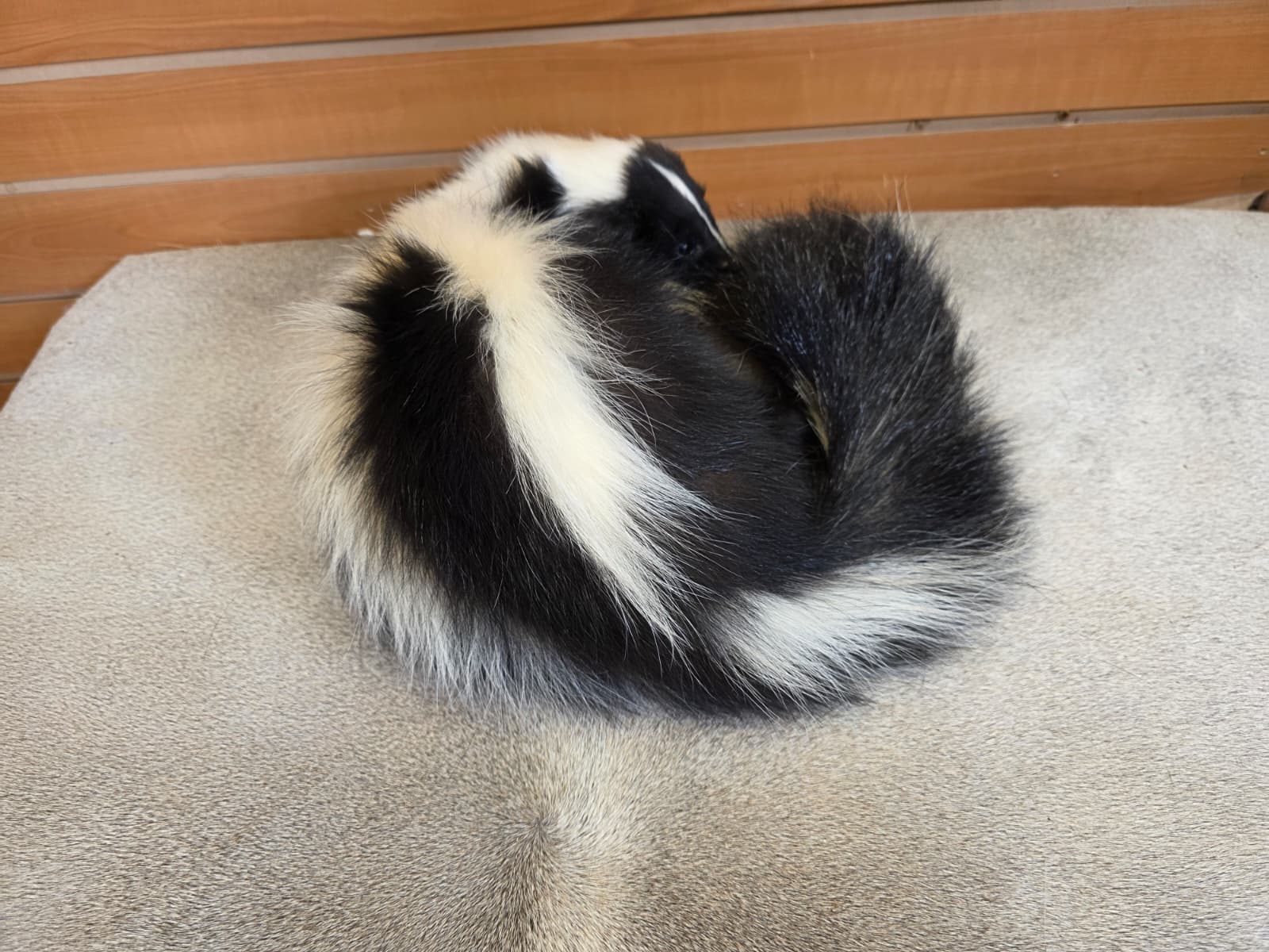 KMSK12 - Full-Body Skunk Taxidermy Mount