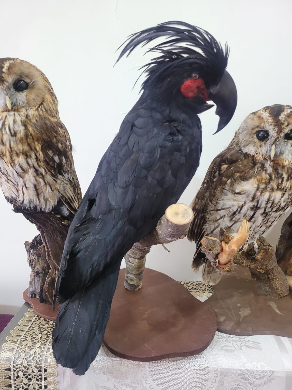 FHSUZ27 - Palm Cockatoo Bird Taxidermy Mount