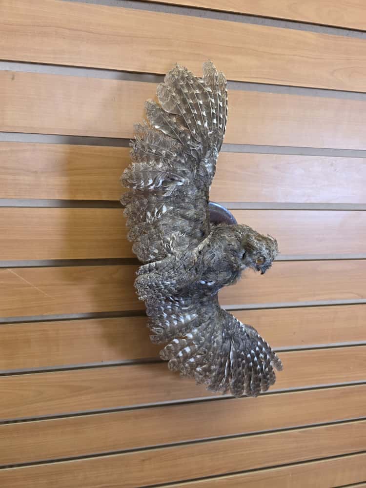 JTV274 - Eurasian Scops Owl Full Mount