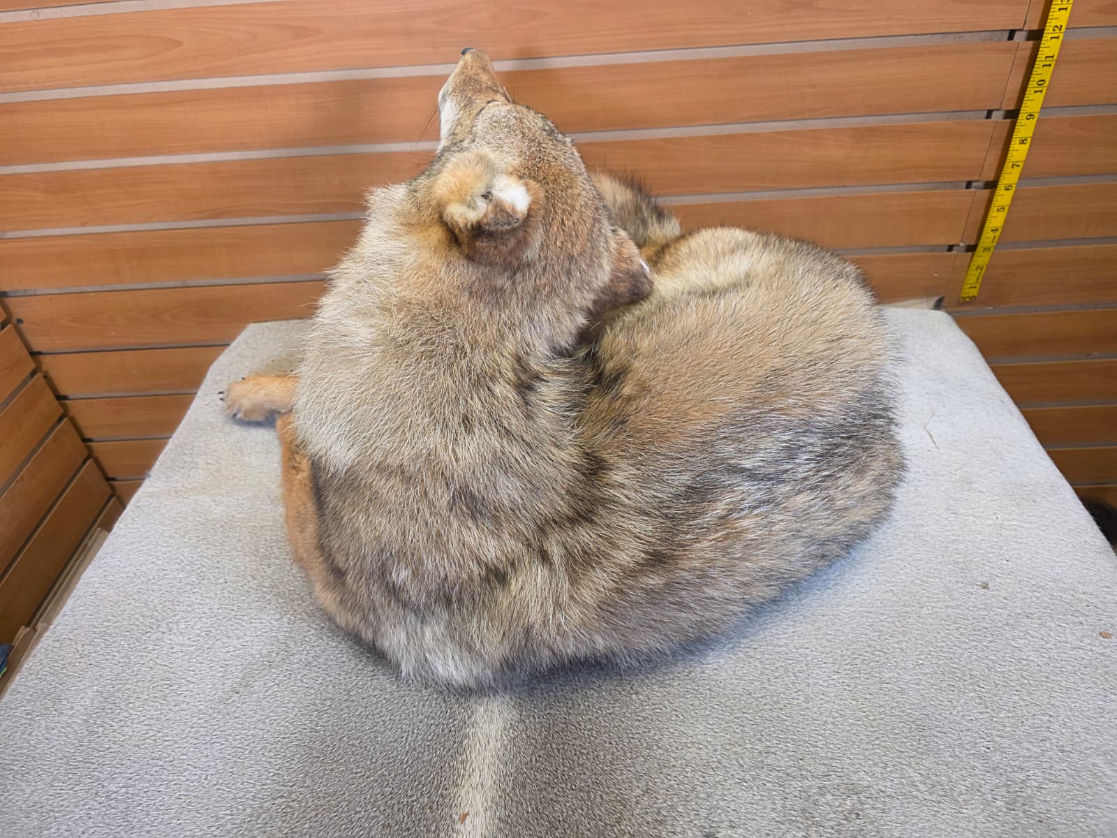 KMCY32 - Full-Body Coyote Taxidermy Mount