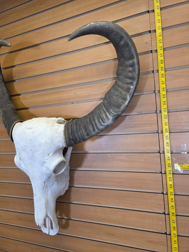 JTV295 - Asian Water Buffalo Skull