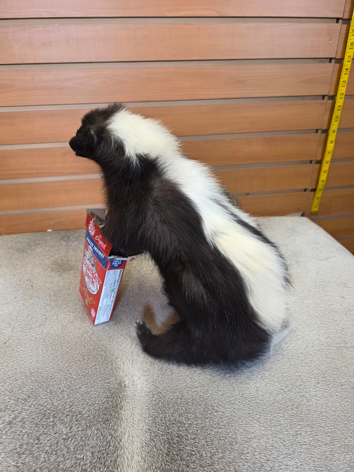 KMSK37 - Full-Body Skunk Taxidermy Mount