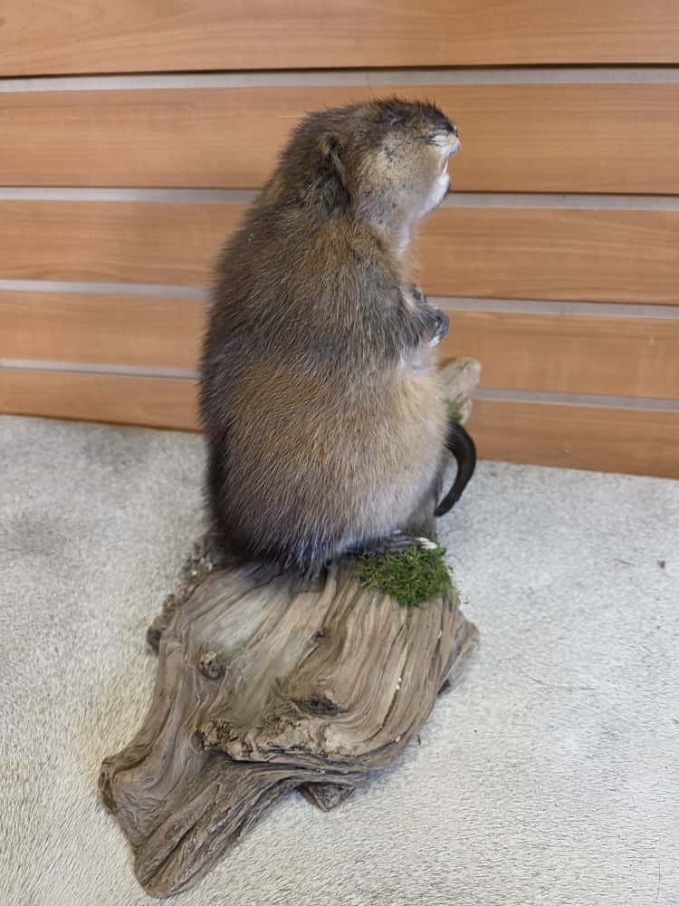 FHAB11 - Muskrat (Ondatra zibethicus) Full Mount