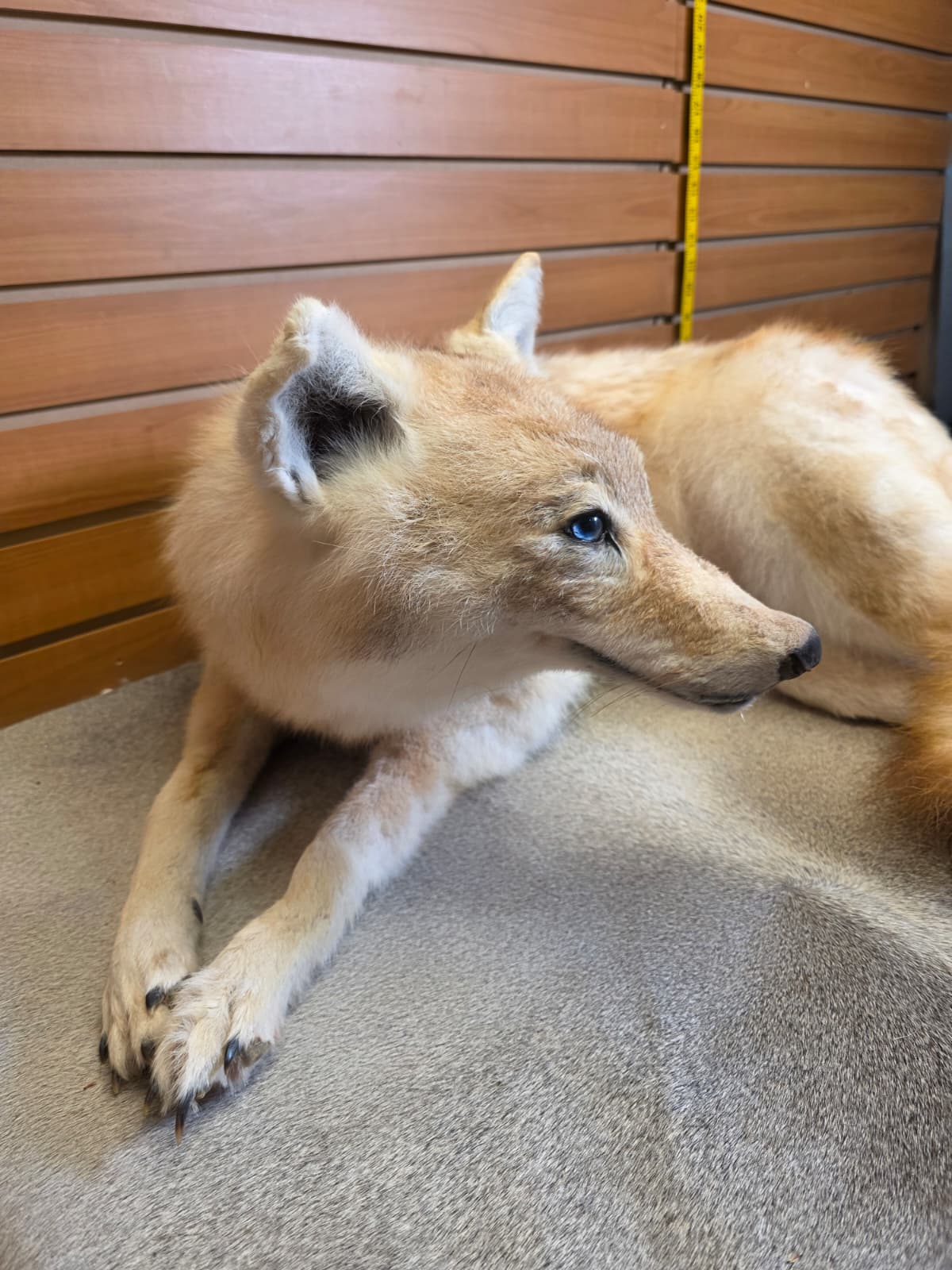 KMCY27 - Full-Body Coyote Taxidermy Mount