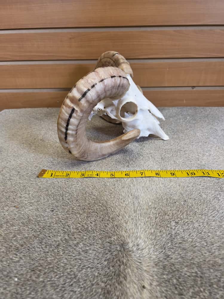 JTV290 - Ram Skull – Full Curl – Taxidermy Mount