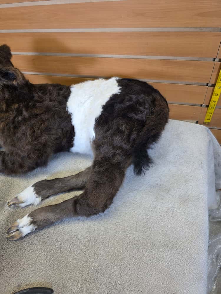 FHAB13 - Buffalo taxidermy mount (Cross Cow) Beeffalo