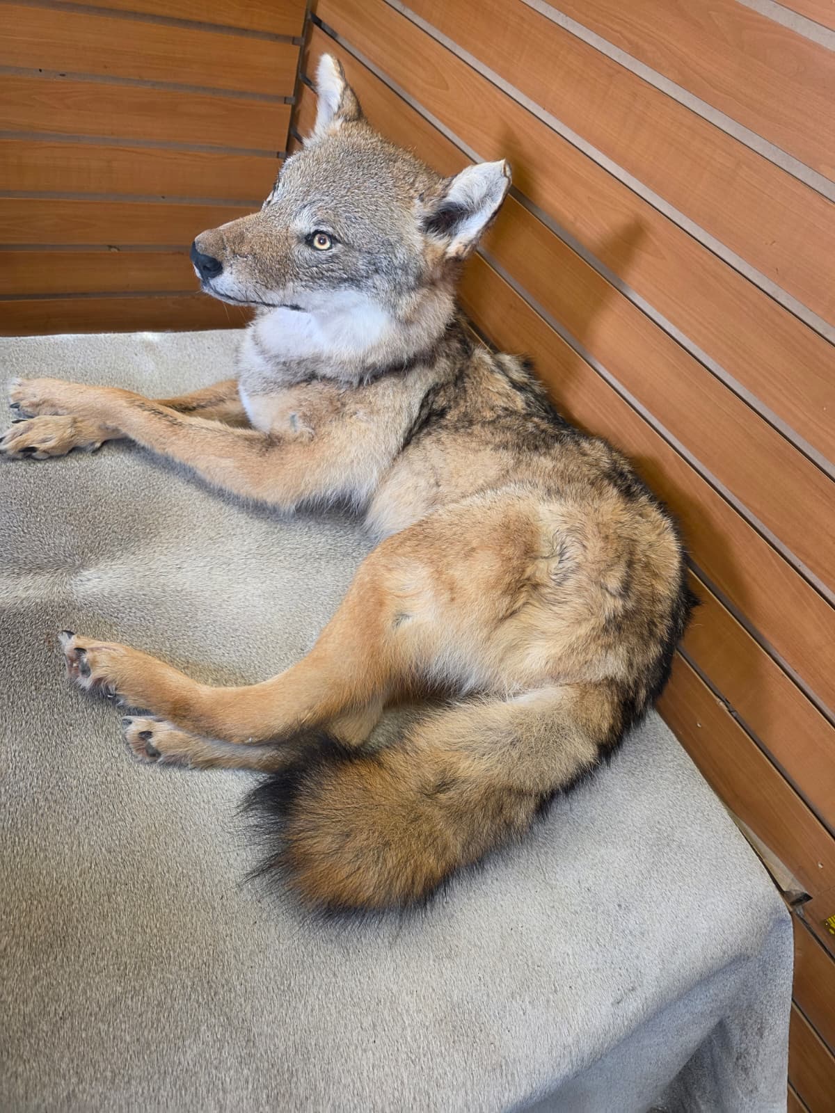 KMCY29 - Full-Body Coyote Taxidermy Mount