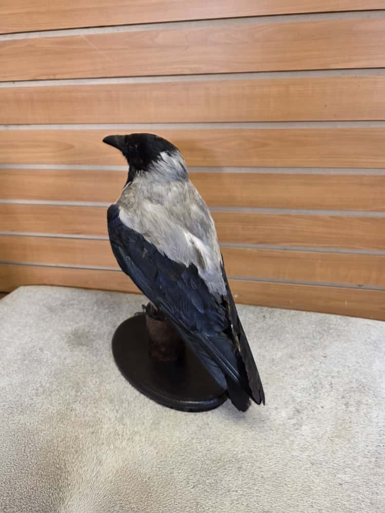 FHAB4 - hooded crow taxidermy Mount