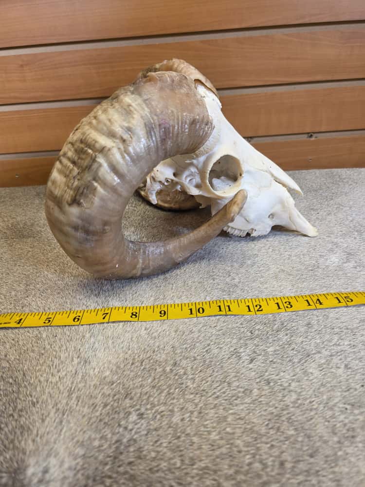 JTV289  - Ram Skull – Full Curl – Taxidermy Mount