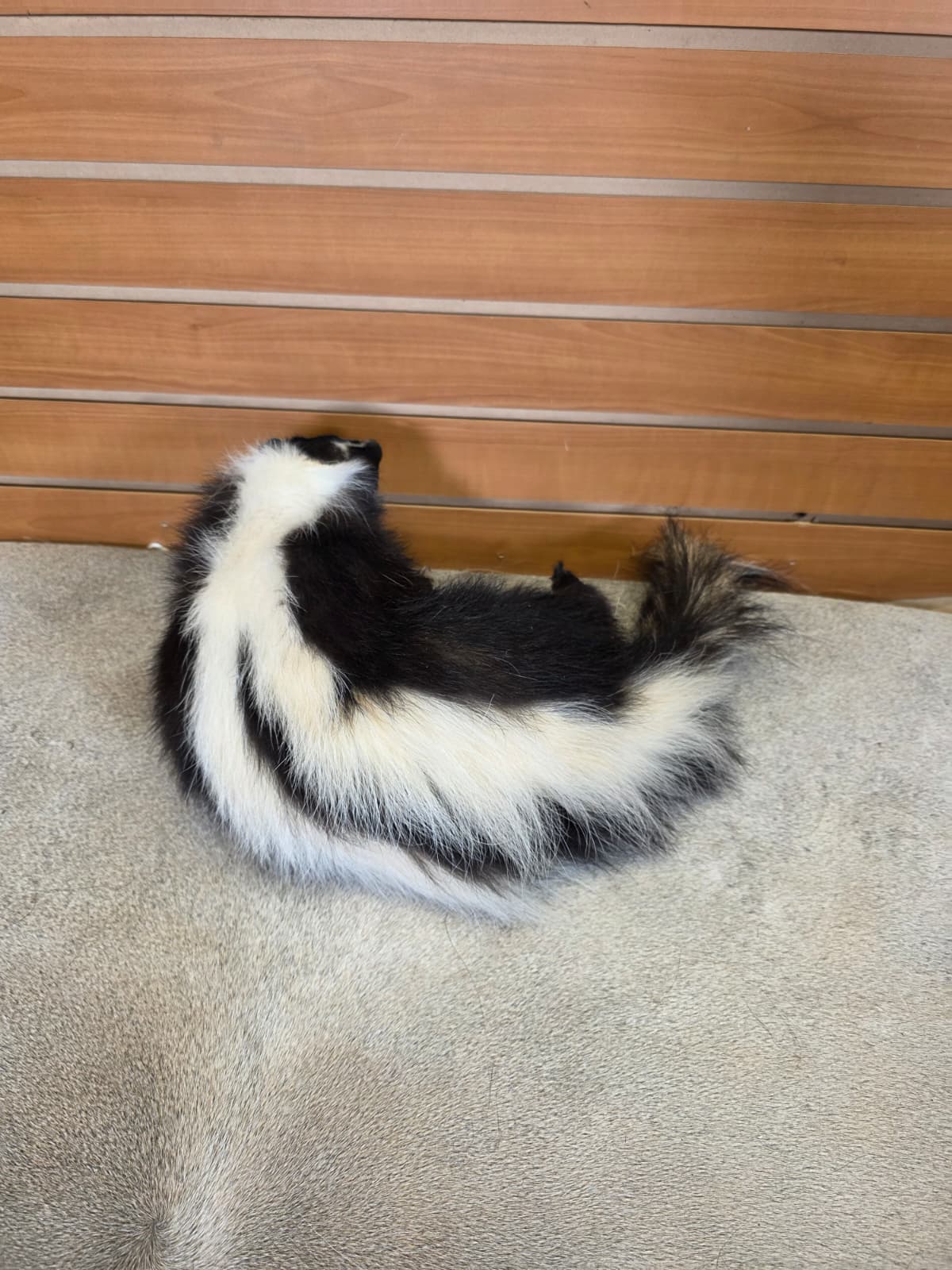 KMSK34 - Full-Body Skunk Taxidermy Mount