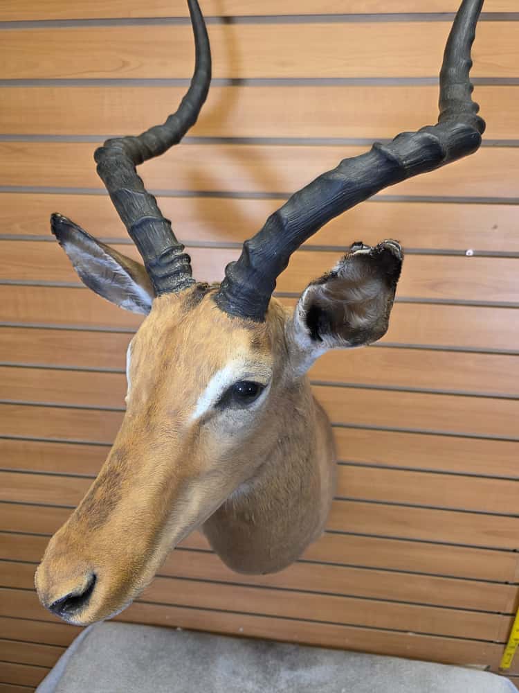 FHCM66 - Impala Head – Taxidermy Mount