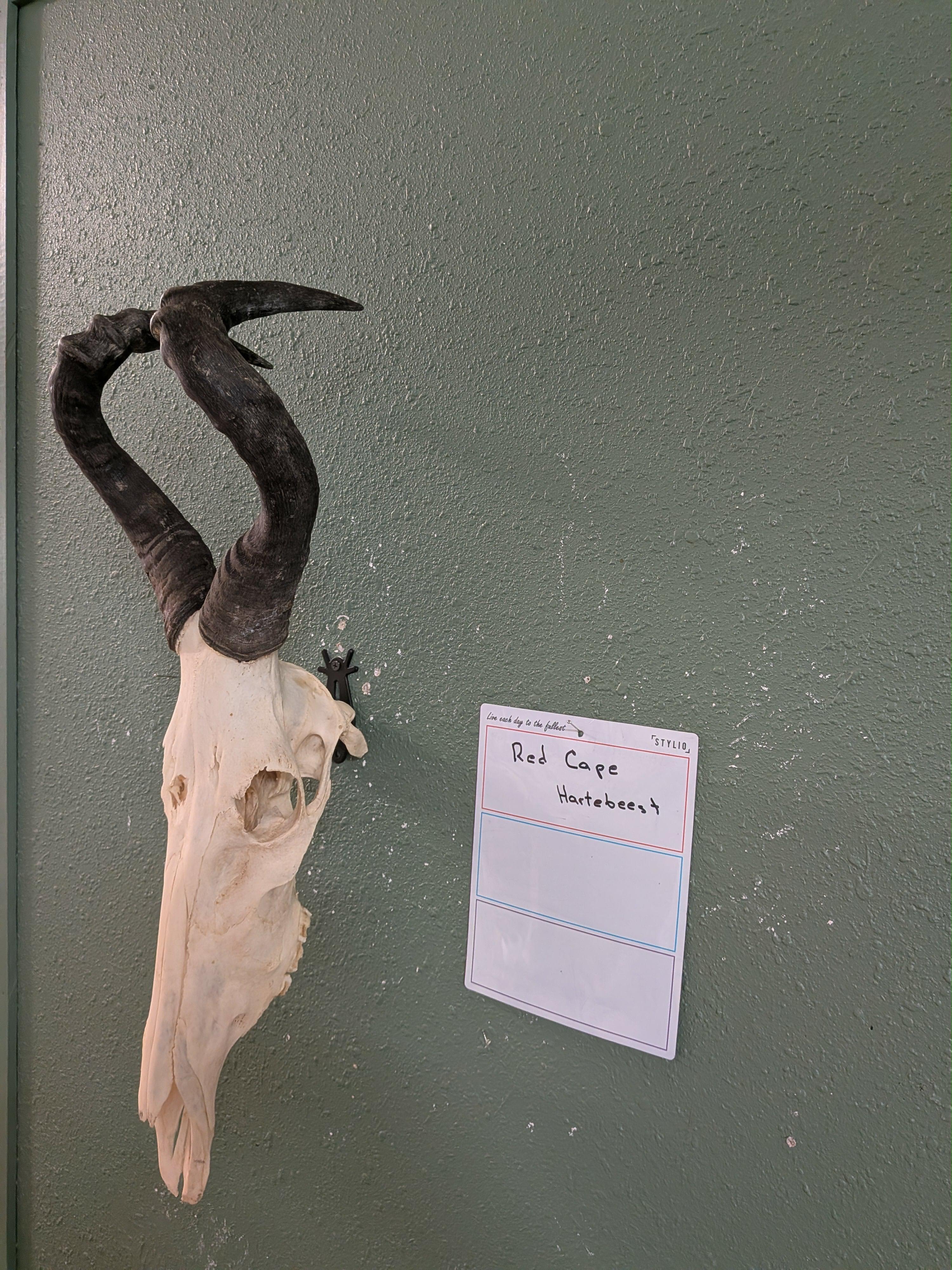 FHSUZ9 - Red Cape Hartebeest taxidermy Mount