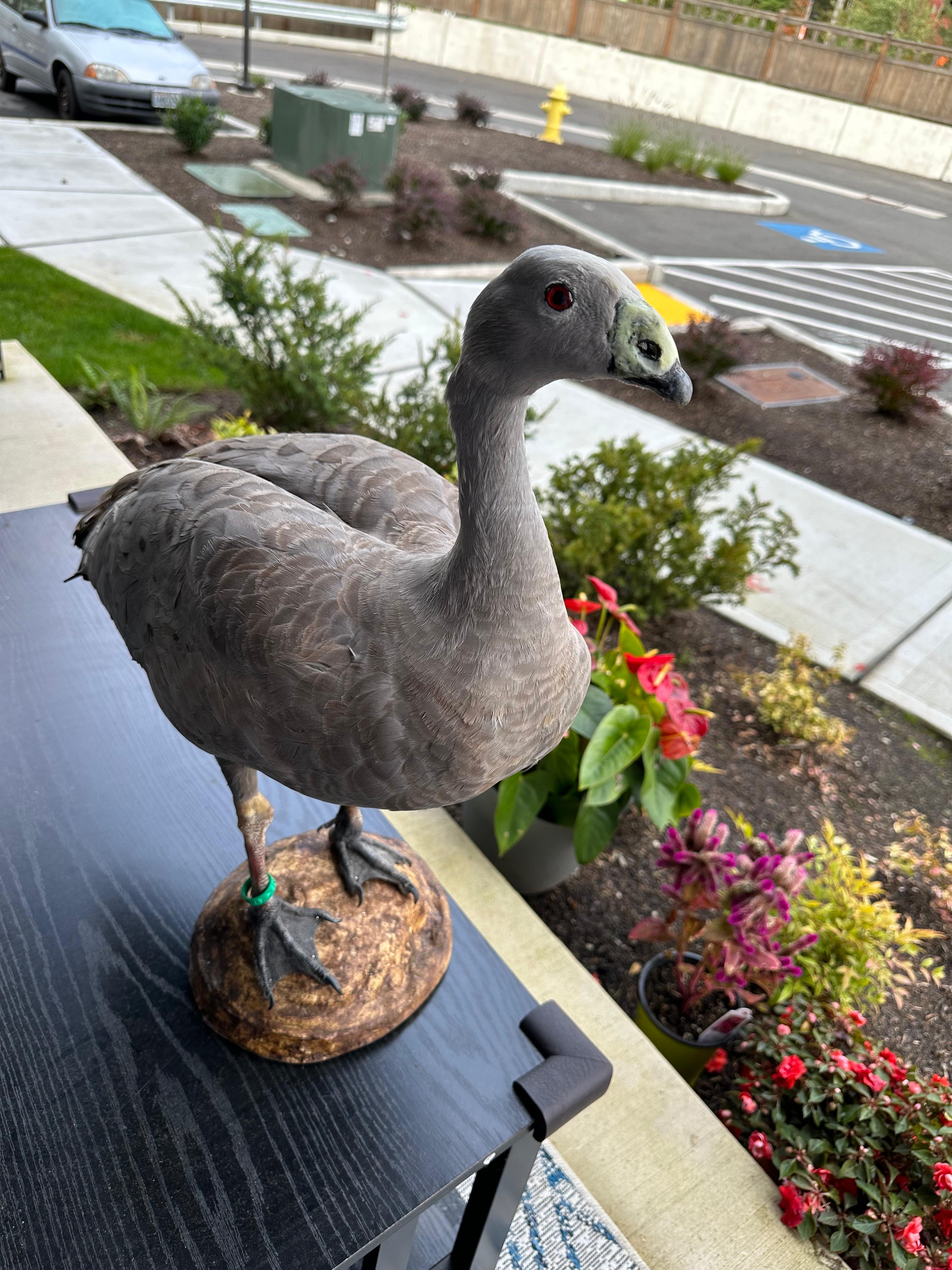 FHSUZ24 -Blue Morph Snow Goose Taxidermy – Anser caerulescens
