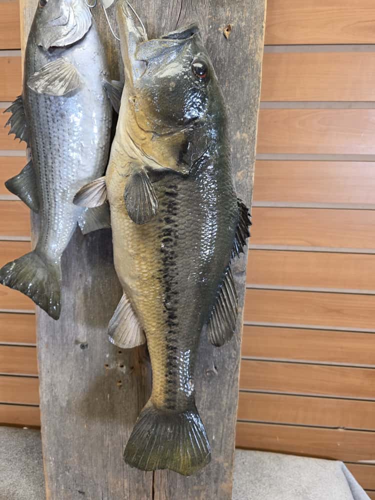 FHCM63 - Florida Bass Full Mount – Set of 3