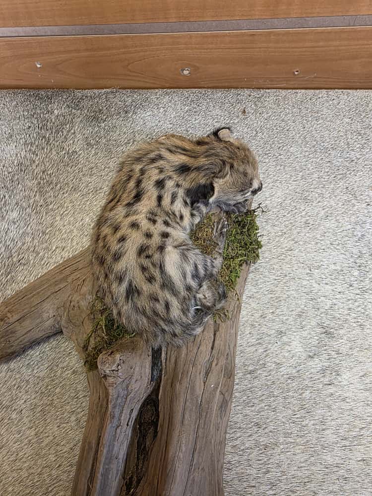 FHAB5 - Serval baby kitten Full body taxidermy Mount