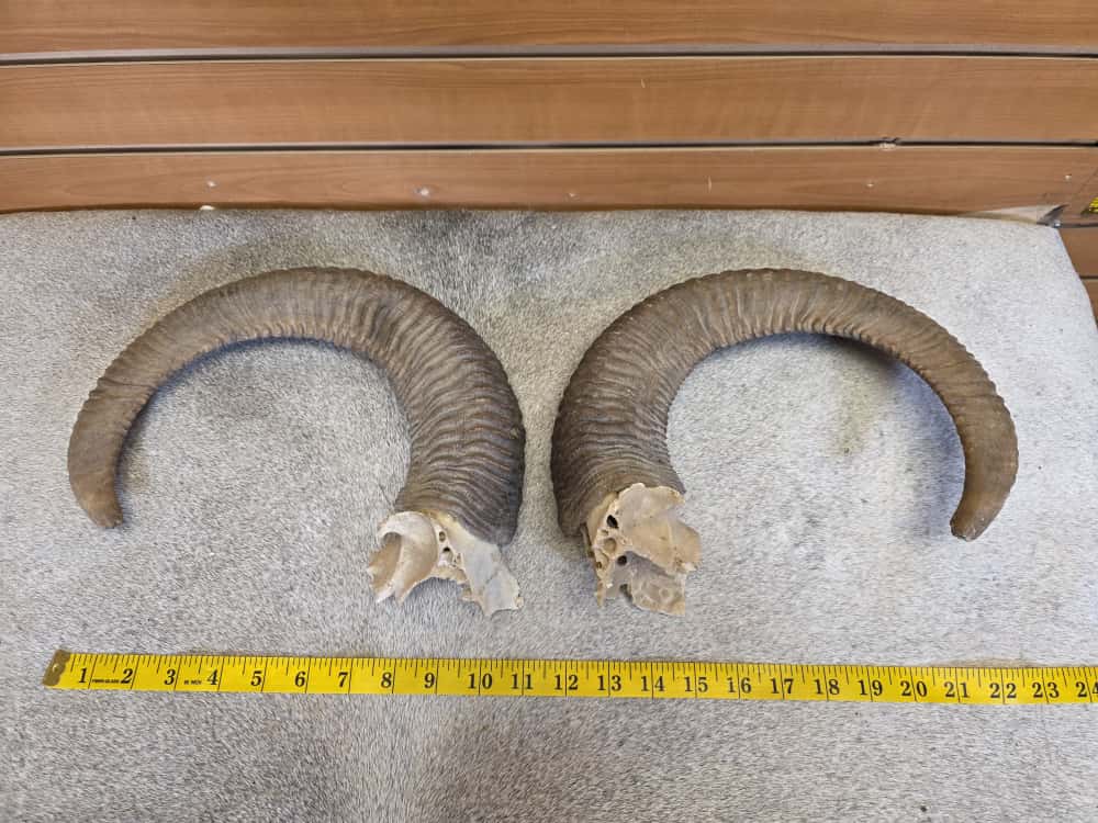 JTV294 - Matched Pair Aoudad Sheep Horns – 21" Curl